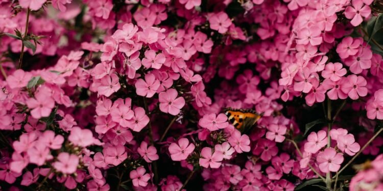 Does ShopRite Sell Flowers?