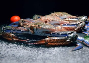 Does PetSmart Sell Hermit Crabs?