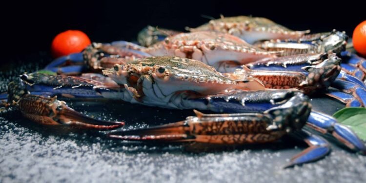 Does PetSmart Sell Hermit Crabs?