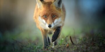 Does Walmart Sell Hunting Licenses?